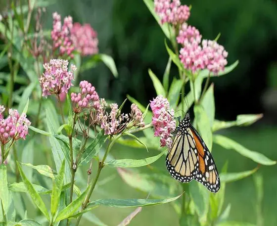 7 Plants to Transform Your Pond into a Wildlife Paradise