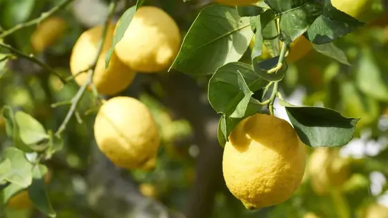 The Simplest Way to Fertilize Citrus Trees for Lush Growth and Fruit