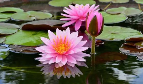 Discover Unique Tiny Pond Ideas for Small Gardens to Create Your Oasis