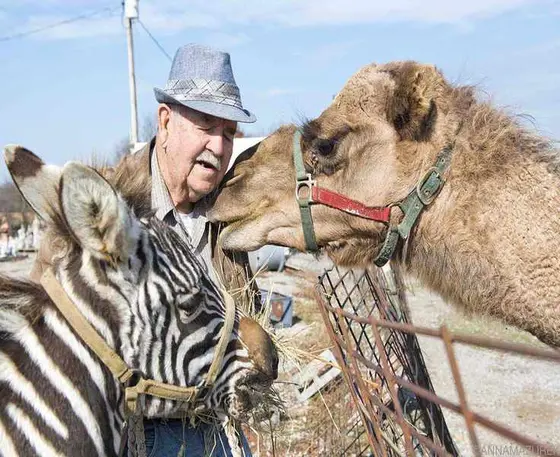 A Road Trip Encounter with a Camel: A Heartfelt Connection