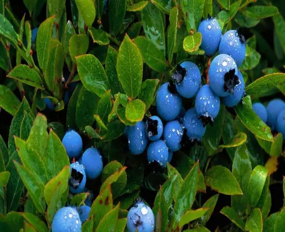 The Best Times to Fertilize Blueberry Plants for a Bountiful Harvest