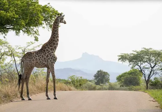 Airalo eSIM Insights for Travel Adventures in Southern Africa