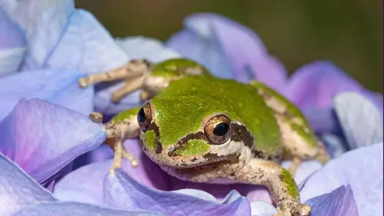 Attracting Frogs to Your Yard: Natural Pest Control Benefits