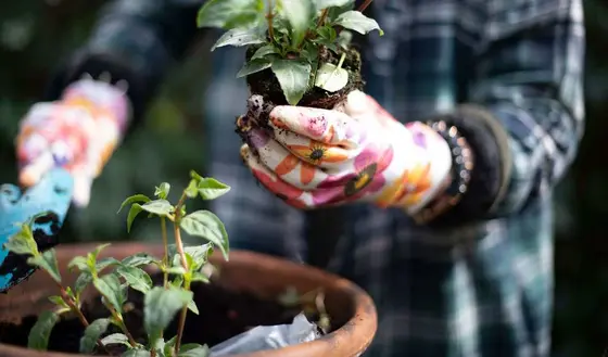 Planting a Winter Container: A Step-by-Step Guide for Stunning Displays