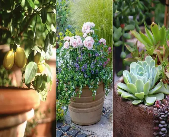 Top Patio Plants – 11 Beautiful Choices for Your Outdoor Space