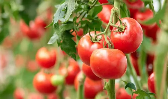 Growing Tomatoes in Pots: An Easy String Method for Beginners