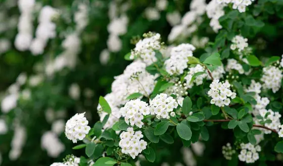 Top Spiraea Varieties: 10 Stunning Shrubs for Colorful Foliage