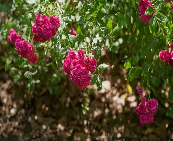 Top Mulches for Roses: 4 Natural Choices for Thriving Blooms