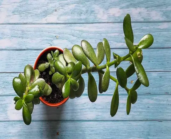 Pruning Your Jade Plant: Essential Steps for Optimal Health