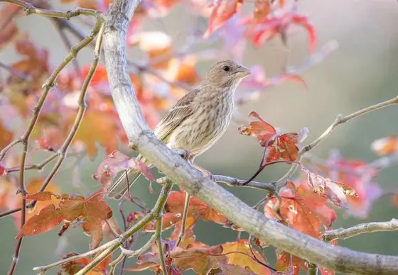 Top 10 Trees That Benefit Wildlife: Food, Shelter, and Beauty