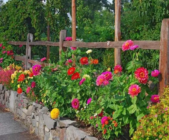 The Best Times to Plant Zinnia Seeds for a Vibrant Garden