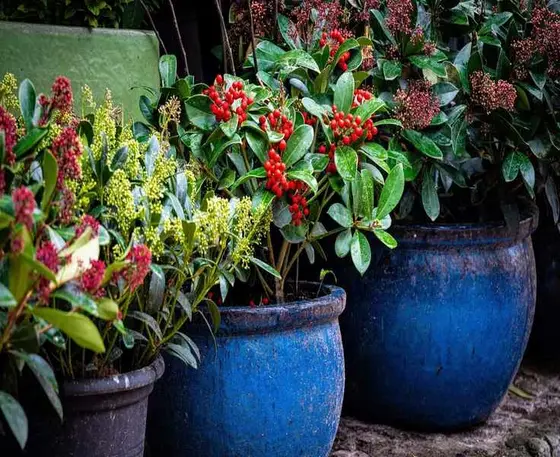 Top Winter Plants for Pots and Borders – 15 Picks to Brighten Your Garden