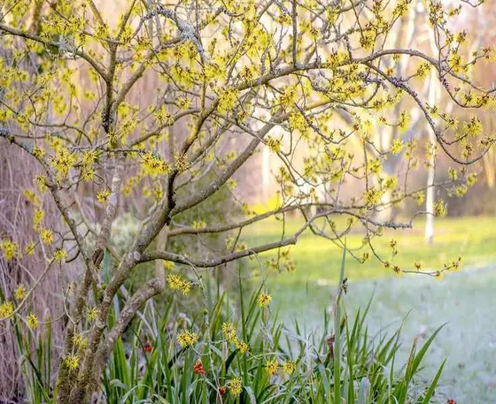 Your Guide to Pruning Witch Hazel: When and How to Do It Right