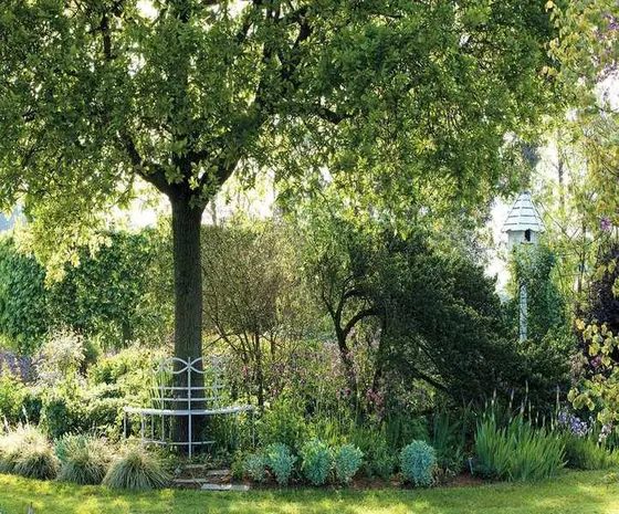 Top Trees for Shade: Fast-Growing Options for Your Garden