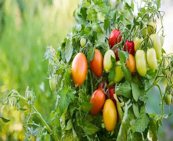 Top Soil Mixes for Container Vegetables – Ensure Healthy Plants and Bountiful Yields