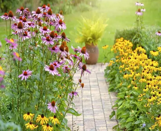 Top Flowers for Renters – 10 Colorful Blooms for Your Garden