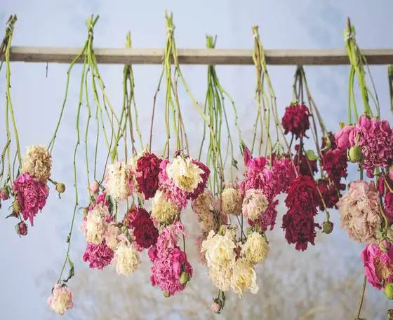Top 9 Flowers to Cultivate for Beautiful Dried Arrangements