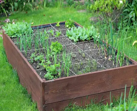 Top 9 Vegetables for Square Foot Gardening to Maximize Small Spaces