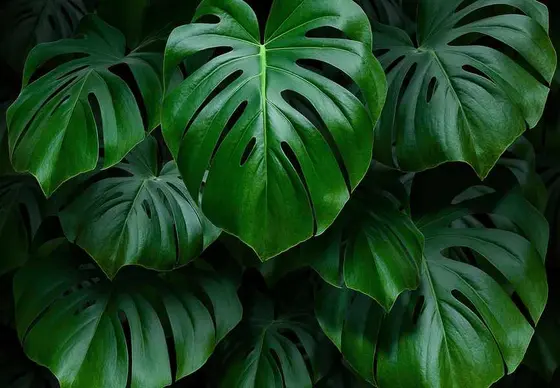 Is Your Monstera Drooping? 5 Common Causes and How to Fix Them