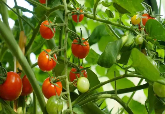 Can Coffee Grounds Benefit Your Tomato Plants? Here's What You Need to Know