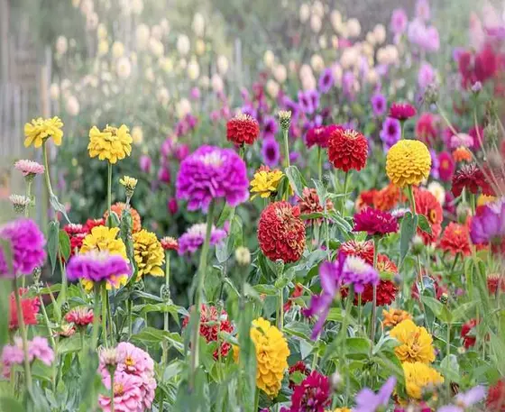 9 Plants to Never Grow Next to Zinnias, According to Garden Pros