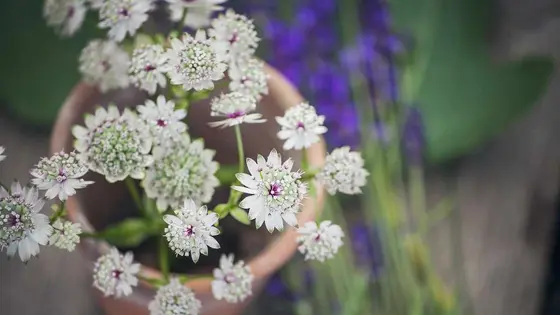 Top Perennial Plants for Containers: 16 Stunning Varieties for Year-Round Displays