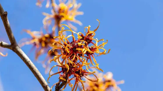Top Witch Hazel Varieties for a Vibrant Winter Garden