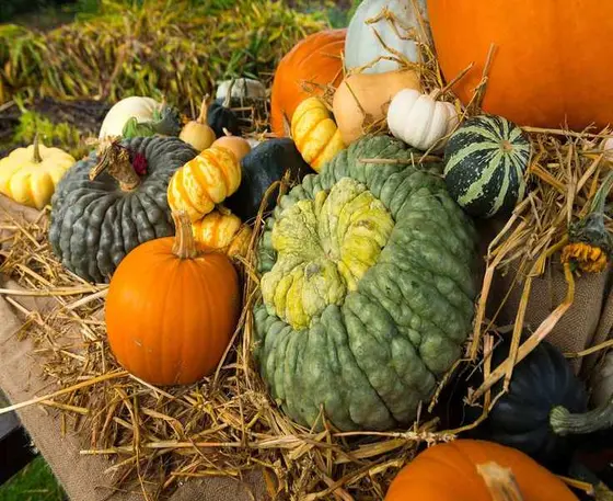 The Ultimate Guide to Growing Pumpkins in Your Garden