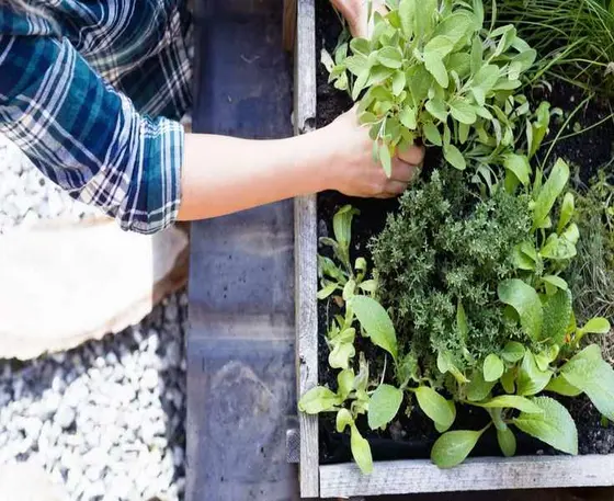 Unique Herbs to Grow – 9 Varieties for Flavorful Gardens