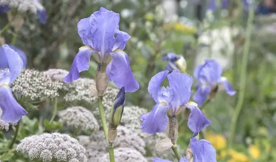 The Ultimate Guide to Growing Bearded Irises for a Colorful Garden