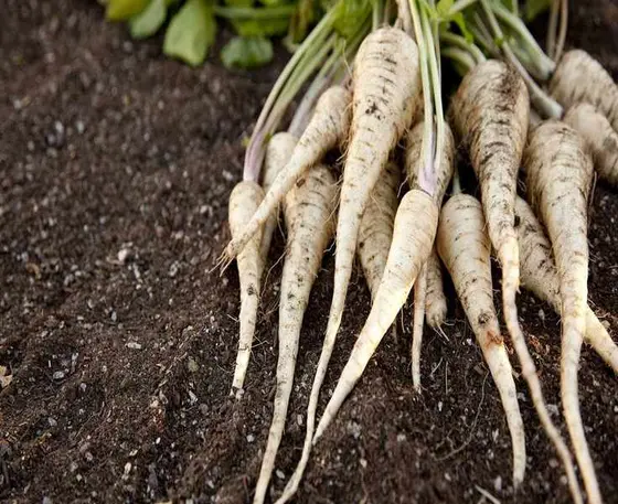 Why Waiting for Frosts is Key to Harvesting Delicious Parsnips