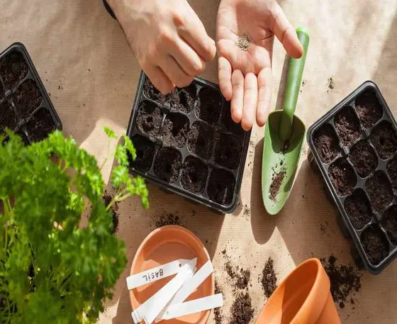Sow Seeds Indoors: 6 Proven Steps for Successful Propagation