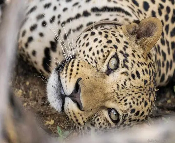 Stunning Souther Africa Safari: My Top Photos and Tips