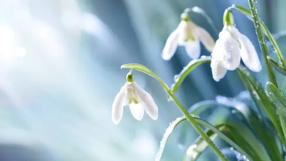 Top Snowdrops to Cultivate for a Stunning Winter Garden