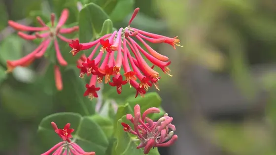 Best Climbing Plants to Attract Hummingbirds: Vibrant Vines for Your Garden