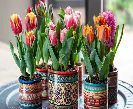 Grow Stunning Tulips Indoors: Your Essential Forcing Guide