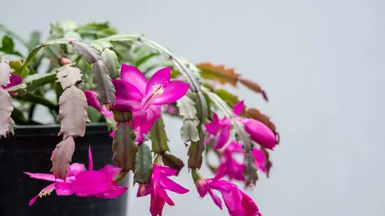 Expert Care Tips for Thriving Thanksgiving Cacti