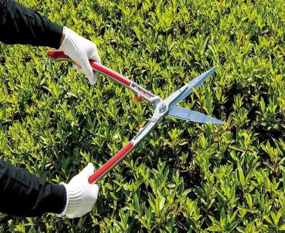 Top Hedge Shears for Pruning Your Garden with Ease