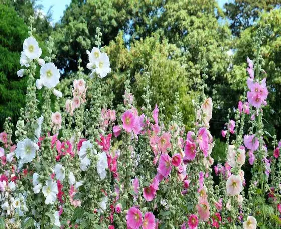 Fertilizing Hollyhocks: Essential Tips for Vibrant Blooms