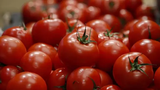 Indoor Tomato Gardening: Essential Tips for Growing Success
