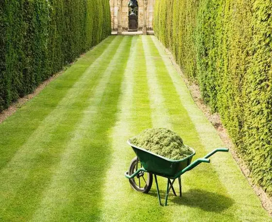 Top Dressing Your Lawn: Key Times for a Healthy, Even Surface
