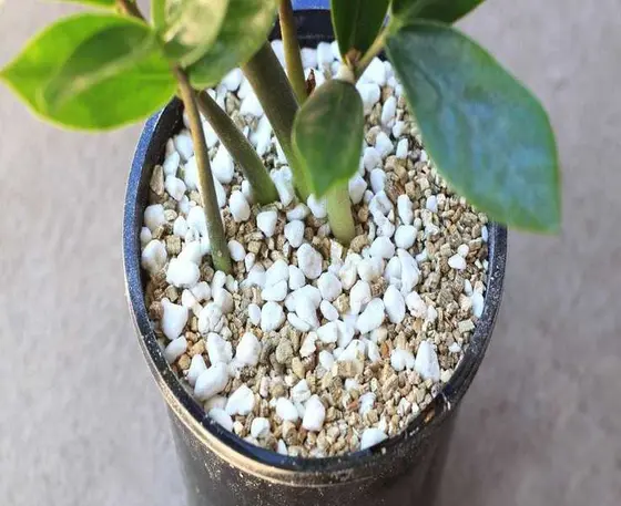 Understanding Perlite and Vermiculite: Key Differences for Your Garden