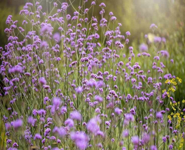 Mastering Verbena Cuttings for Effortless Plant Propagation