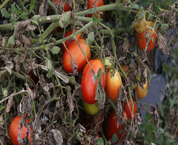 Tomato Blight: Effective Treatments to Protect Your Plants