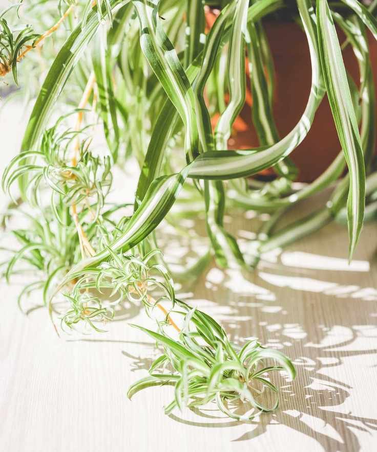 spider plant