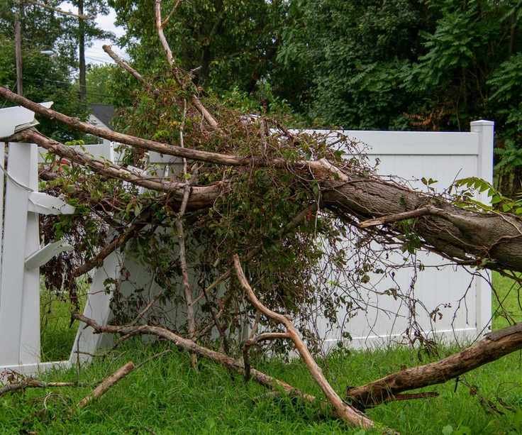 A fallen tree lying on a damaged fence