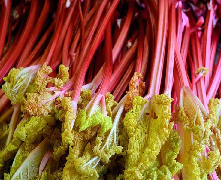 Optimal Timing for Harvesting Rhubarb for Best Flavor