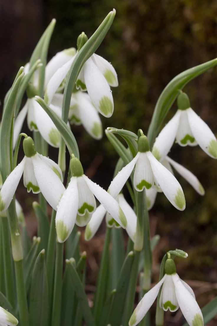 Galanthus viridapice