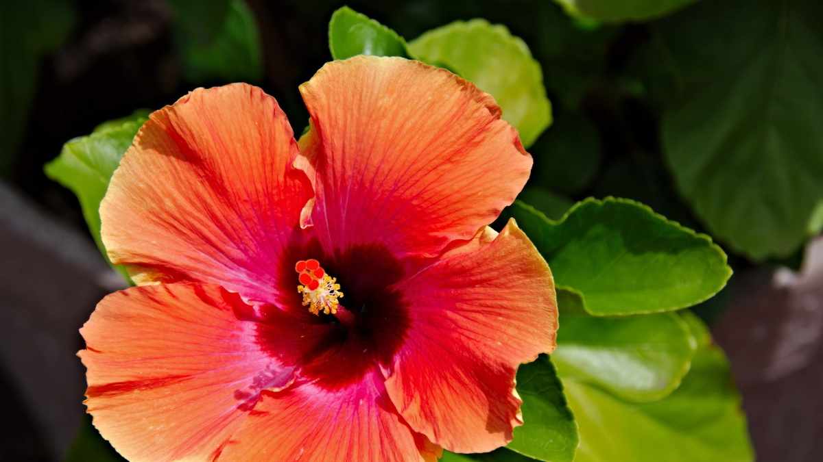 Your Guide to Propagating Hibiscus Shrubs from Cuttings