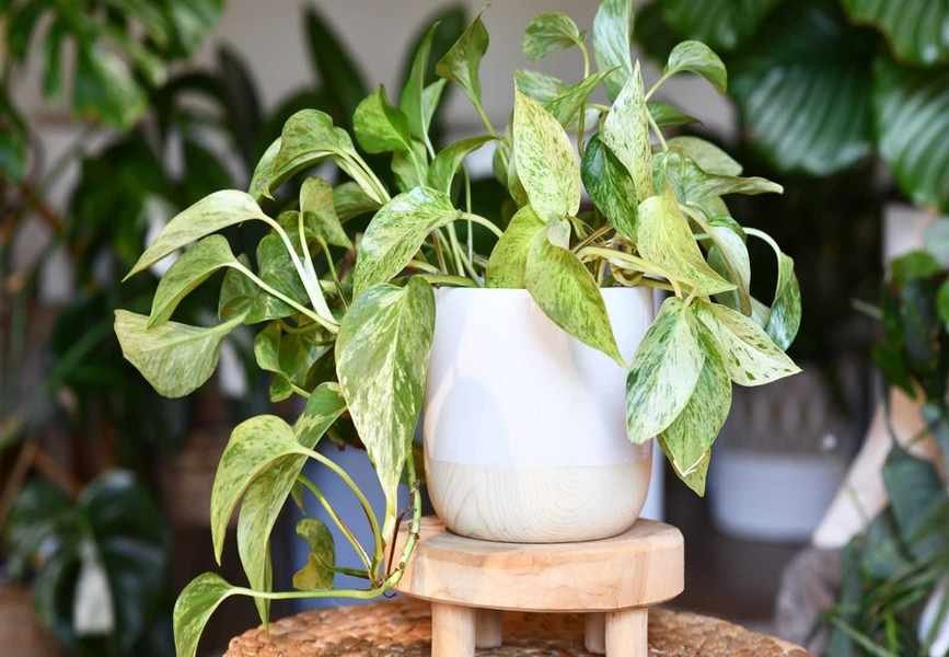 Speed Up Plant Rooting with Pothos Cuttings: A Simple Hack